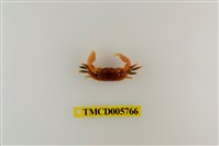 藏品(臺灣泥蟹)的圖片